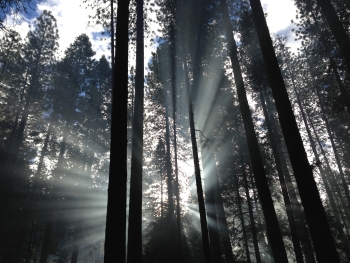 Walking Through The Woods